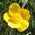 marsh marigold