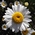 ox-eye daisy