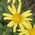oxford ragwort