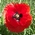 poppy
