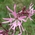 ragged robin