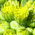 ragwort