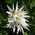 dead nettle