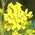 rape wildflowers