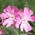 red campion