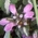 dead nettle