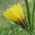 rough hawksbeard