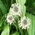 plantain