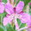 rose bay willow herb