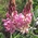 sainfoin