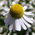 mayweed