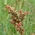 sorrel