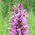 southern marsh orchid hybrid
