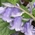 spanish bluebell