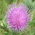 spear thistle