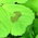 spotted medick