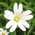 stitch wort wildflowers