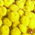 tansy