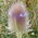 teasel