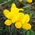 birdsfoot trefoil wildflowers