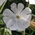white campion