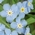 wood forgetmenot