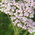 yarrow
