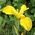 yellow iris