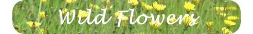 how identifying which type identify wild flowers wildflowers identification colour month yellow white red blue pink purple coloured color meadow nature country park reserve wakefield west yorkshire