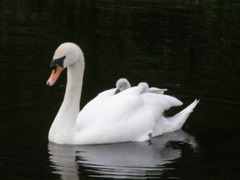 Wakefield swans